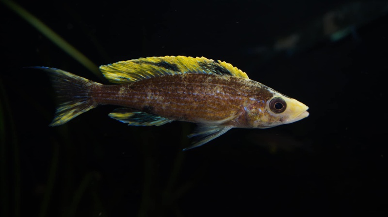 Paracyprichromis brieni 'Milima Island'